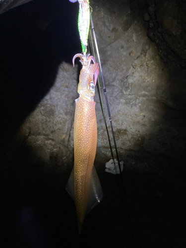 ヤリイカの釣果