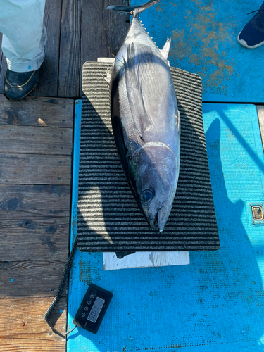 ビンチョウマグロの釣果