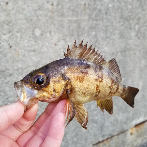 メバルの釣果