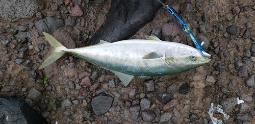 ブリの釣果