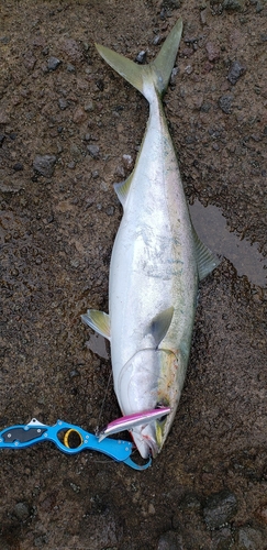 ブリの釣果