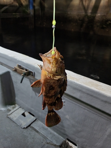 カサゴの釣果