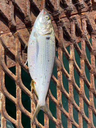 コノシロの釣果