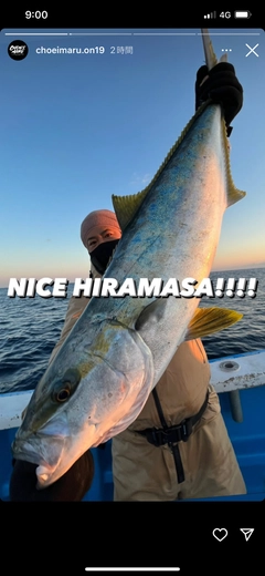 ヒラマサの釣果