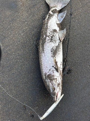 アメマスの釣果