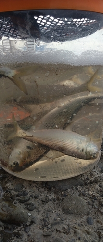 コノシロの釣果