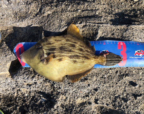 カワハギの釣果