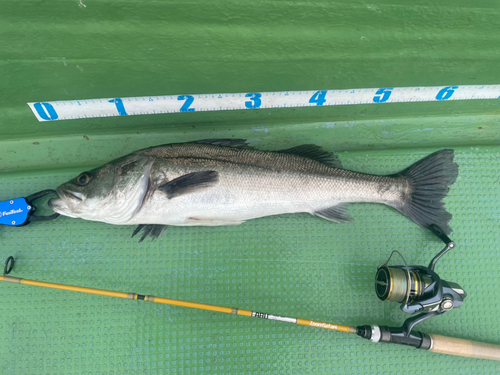 シーバスの釣果