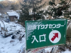 イワナの釣果