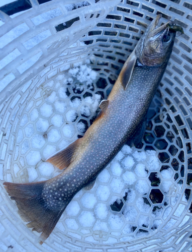 イワナの釣果