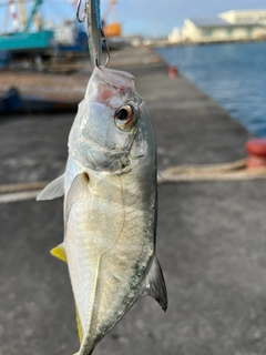 ガーラの釣果