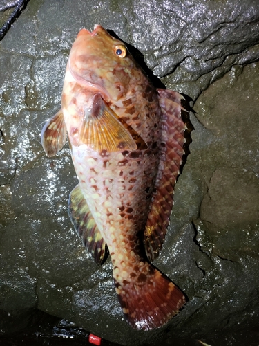 ブダイの釣果