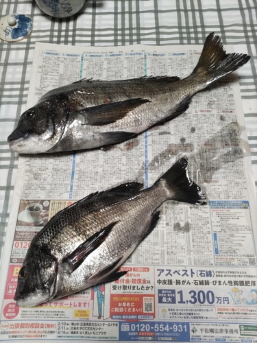 チヌの釣果