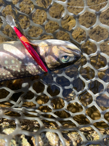 イワナの釣果