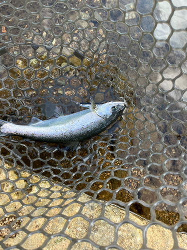 サクラマスの釣果