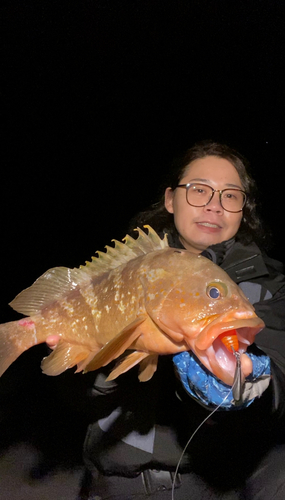 アコウの釣果