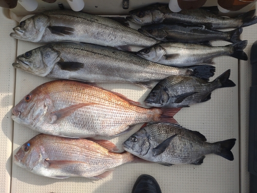 タイの釣果