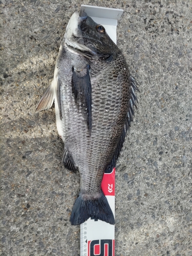 クロダイの釣果