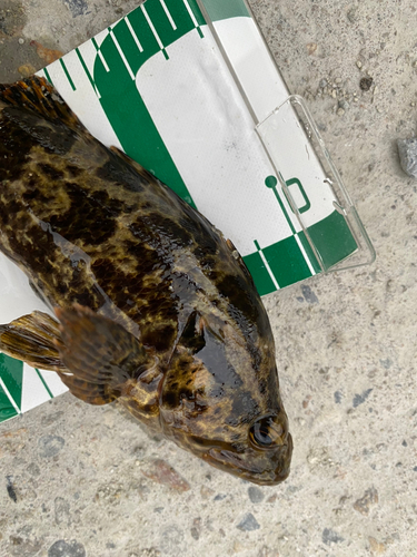 タケノコメバルの釣果