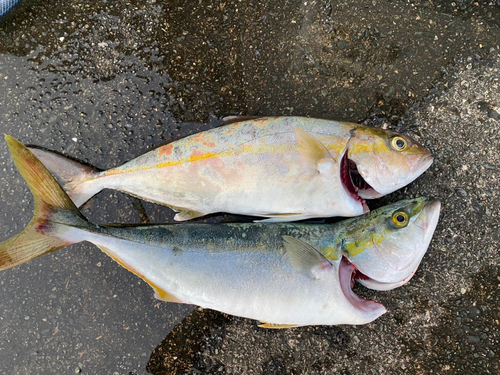 イナダの釣果