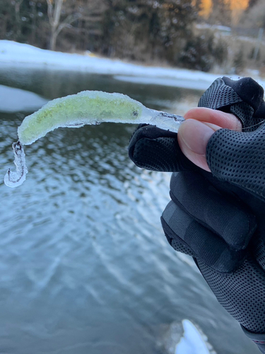 ニジマスの釣果