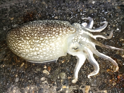 コウイカの釣果