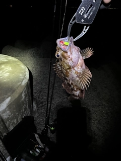 カサゴの釣果