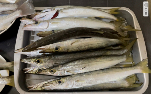 カマスの釣果