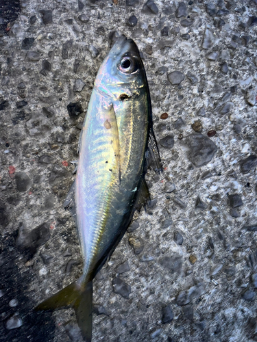 マアジの釣果