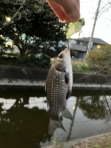 マブナの釣果