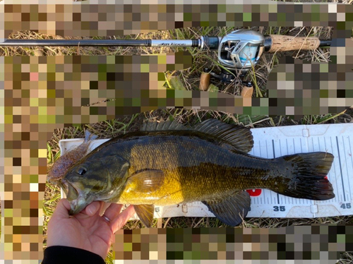 スモールマウスバスの釣果