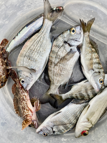 クロダイの釣果