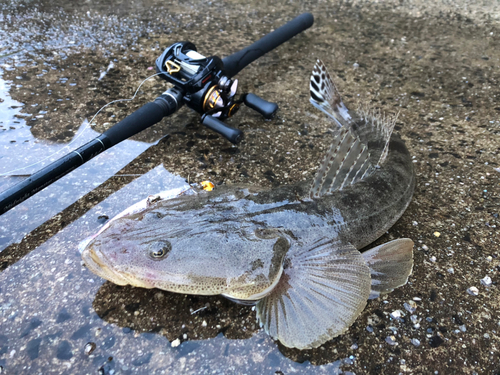 マゴチの釣果