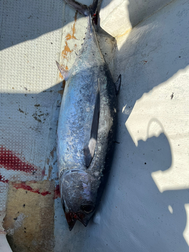 ビンチョウマグロの釣果