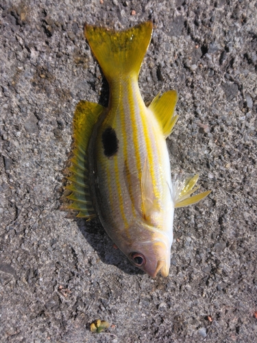 ヤマトビーの釣果