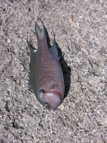 スズメダイの釣果