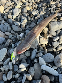 エソの釣果