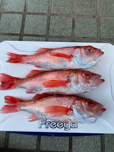 アカムツの釣果