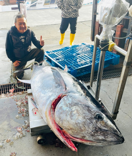 マグロの釣果