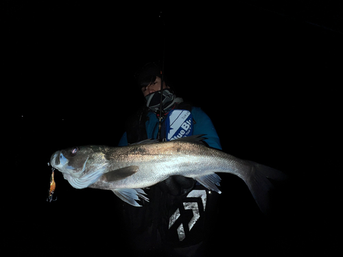 スズキの釣果