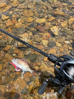 チャリコの釣果