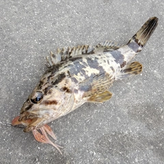 タケノコメバルの釣果