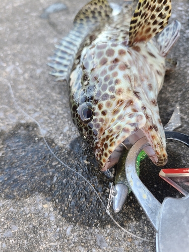 カンモンハタの釣果