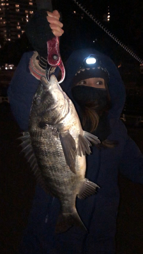 クロダイの釣果