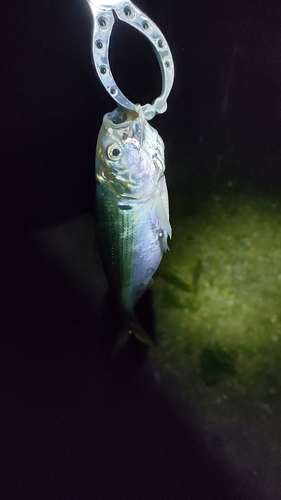 コノシロの釣果