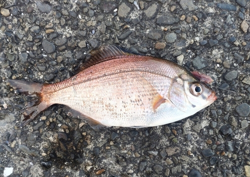 ウミタナゴの釣果