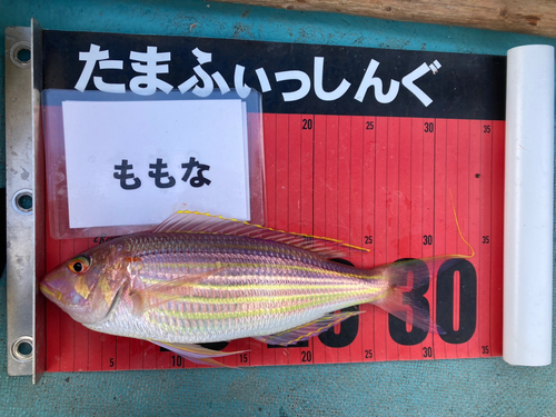 イトヨリダイの釣果