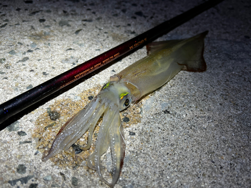 ヤリイカの釣果