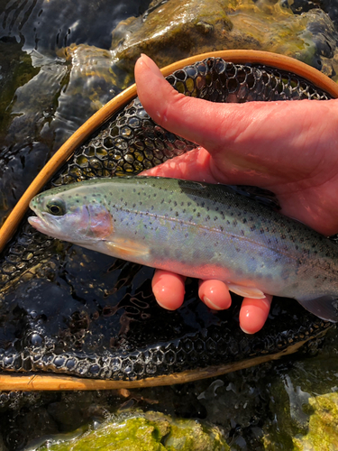 ニジマスの釣果