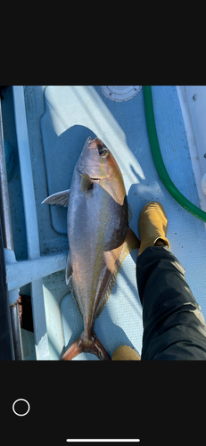 キハダマグロの釣果